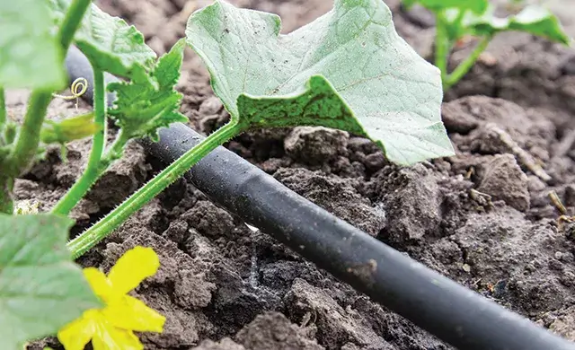 Drip irrigation